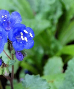 200 California Bluebell Phacelia Campanularia Flower Seeds - Wild Canterbury Blue Bell - Image 4