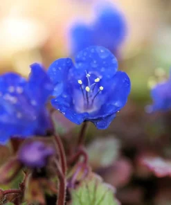 200 California Bluebell Phacelia Campanularia Flower Seeds - Wild Canterbury Blue Bell - Image 5