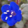 200 California Bluebell Phacelia Campanularia Flower Seeds - Wild Canterbury Blue Bell - Image 1