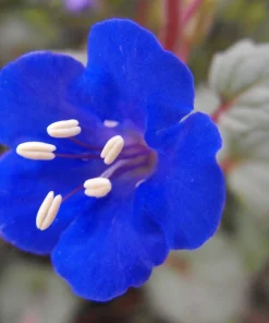 200 California Bluebell Phacelia Campanularia Flower Seeds - Wild Canterbury Blue Bell - Image 1