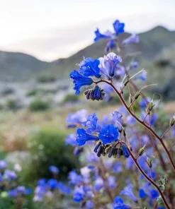 200 California Bluebell Phacelia Campanularia Flower Seeds - Wild Canterbury Blue Bell - Image 6