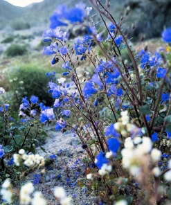 200 California Bluebell Phacelia Campanularia Flower Seeds - Wild Canterbury Blue Bell - Image 7