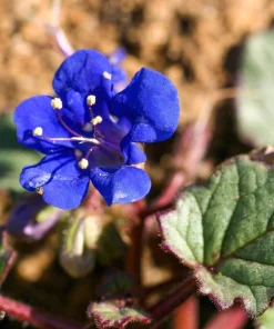 200 California Bluebell Phacelia Campanularia Flower Seeds - Wild Canterbury Blue Bell - Image 8
