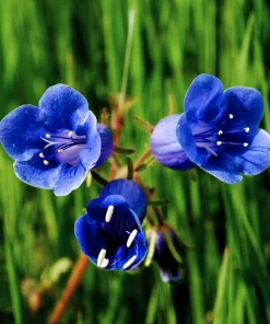 200 California Bluebell Phacelia Campanularia Flower Seeds - Wild Canterbury Blue Bell - Image 9