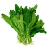 200+ Cilantro Coriander Culantro Ngò Gai Herb Seeds - Non-GMO Annual - Image 1