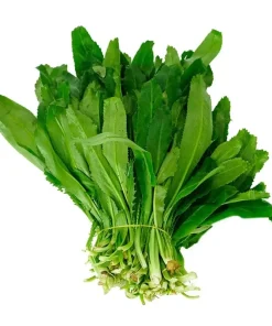 200+ Cilantro Coriander Culantro Ngò Gai Herb Seeds - Non-GMO Annual - Image 1