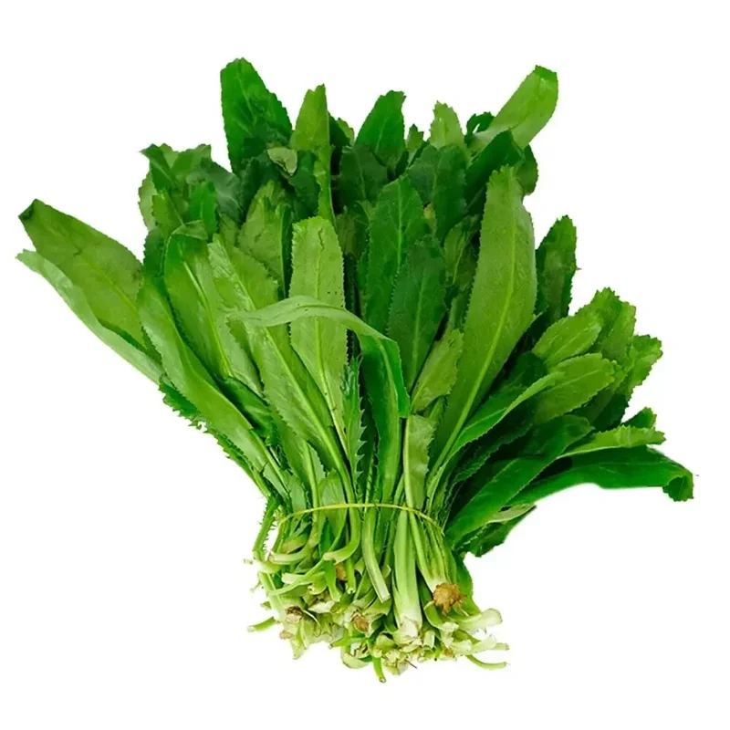 200+ Cilantro Coriander Culantro Ngò Gai Herb Seeds - Non-GMO Annual - Image 1