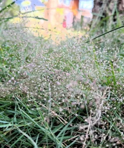 200 Cloud Grass (Agrostis Nebulosa) Seeds – White Flower Ornamental Grass - Image 2
