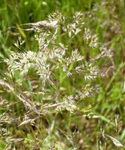 200 Cloud Grass (Agrostis Nebulosa) Seeds – White Flower Ornamental Grass - Image 3
