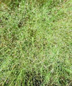 200 Cloud Grass (Agrostis Nebulosa) Seeds – White Flower Ornamental Grass - Image 4