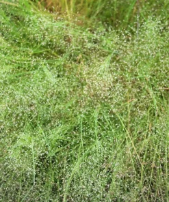 200 Cloud Grass (Agrostis Nebulosa) Seeds – White Flower Ornamental Grass - Image 5