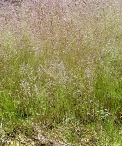 200 Cloud Grass (Agrostis Nebulosa) Seeds – White Flower Ornamental Grass - Image 6