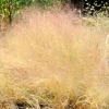 200 Cloud Grass (Agrostis Nebulosa) Seeds – White Flower Ornamental Grass - Image 1