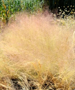 200 Cloud Grass (Agrostis Nebulosa) Seeds – White Flower Ornamental Grass - Image 1