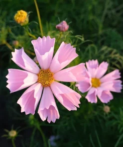 200 Cosmos Bipinnatus Seashells Flower Seeds - Easy to Grow Annuals - Image 10