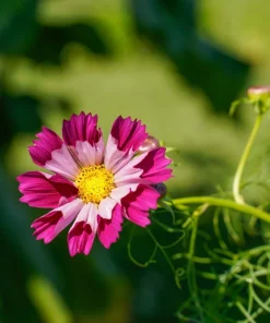200 Cosmos Bipinnatus Seashells Flower Seeds - Easy to Grow Annuals - Image 11