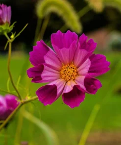 200 Cosmos Bipinnatus Seashells Flower Seeds - Easy to Grow Annuals - Image 12
