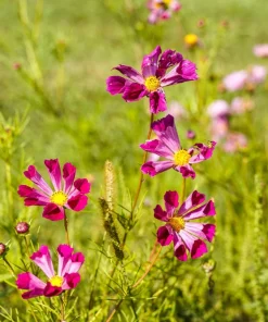 200 Cosmos Bipinnatus Seashells Flower Seeds - Easy to Grow Annuals - Image 13
