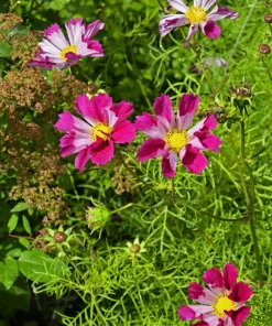 200 Cosmos Bipinnatus Seashells Flower Seeds - Easy to Grow Annuals - Image 14