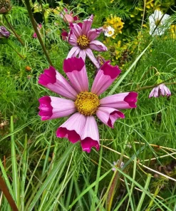 200 Cosmos Bipinnatus Seashells Flower Seeds - Easy to Grow Annuals - Image 15
