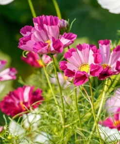 200 Cosmos Bipinnatus Seashells Flower Seeds - Easy to Grow Annuals - Image 2