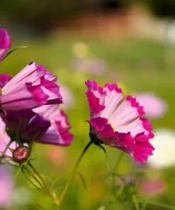 200 Cosmos Bipinnatus Seashells Flower Seeds - Easy to Grow Annuals - Image 3