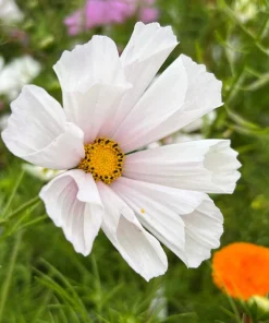 200 Cosmos Bipinnatus Seashells Flower Seeds - Easy to Grow Annuals - Image 4