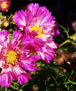 200 Cosmos Bipinnatus Seashells Flower Seeds - Easy to Grow Annuals - Image 5