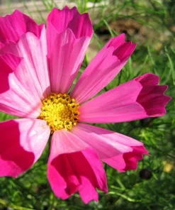 200 Cosmos Bipinnatus Seashells Flower Seeds - Easy to Grow Annuals - Image 6