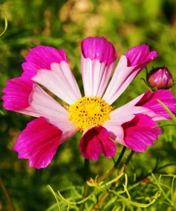 200 Cosmos Bipinnatus Seashells Flower Seeds - Easy to Grow Annuals - Image 7
