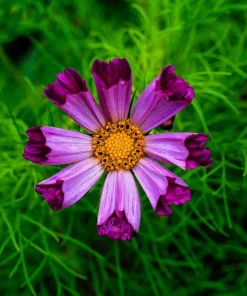 200 Cosmos Bipinnatus Seashells Flower Seeds - Easy to Grow Annuals - Image 8