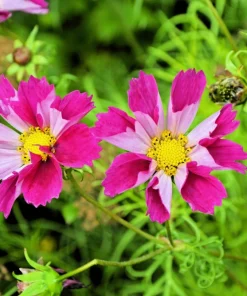200 Cosmos Bipinnatus Seashells Flower Seeds - Easy to Grow Annuals - Image 9
