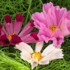 200 Cosmos Bipinnatus Seashells Flower Seeds - Easy to Grow Annuals - Image 1