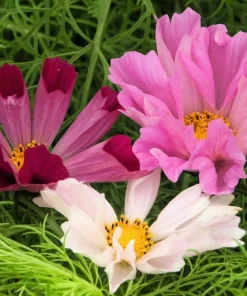 200 Cosmos Bipinnatus Seashells Flower Seeds - Easy to Grow Annuals - Image 1