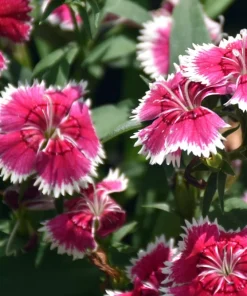 200 Cottage Pinks Dianthus Plumarius Flower Seeds - Laced, Feathered Pink - Image 10