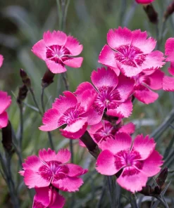 200 Cottage Pinks Dianthus Plumarius Flower Seeds - Laced, Feathered Pink - Image 11