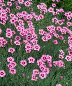 200 Cottage Pinks Dianthus Plumarius Flower Seeds - Laced, Feathered Pink - Image 12