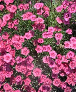 200 Cottage Pinks Dianthus Plumarius Flower Seeds - Laced, Feathered Pink - Image 13