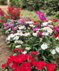 200 Cottage Pinks Dianthus Plumarius Flower Seeds - Laced, Feathered Pink - Image 14