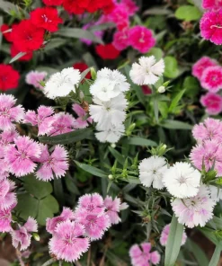 200 Cottage Pinks Dianthus Plumarius Flower Seeds - Laced, Feathered Pink - Image 2