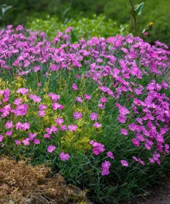 200 Cottage Pinks Dianthus Plumarius Flower Seeds - Laced, Feathered Pink - Image 3