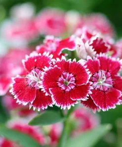 200 Cottage Pinks Dianthus Plumarius Flower Seeds - Laced, Feathered Pink - Image 4
