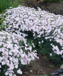 200 Cottage Pinks Dianthus Plumarius Flower Seeds - Laced, Feathered Pink - Image 5