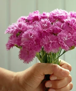 200 Cottage Pinks Dianthus Plumarius Flower Seeds - Laced, Feathered Pink - Image 6