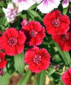 200 Cottage Pinks Dianthus Plumarius Flower Seeds - Laced, Feathered Pink - Image 7