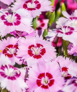 200 Cottage Pinks Dianthus Plumarius Flower Seeds - Laced, Feathered Pink - Image 8