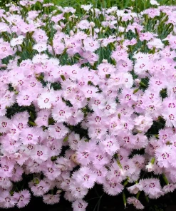 200 Cottage Pinks Dianthus Plumarius Flower Seeds - Laced, Feathered Pink - Image 9