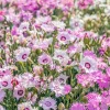 200 Cottage Pinks Dianthus Plumarius Flower Seeds - Laced, Feathered Pink - Image 1