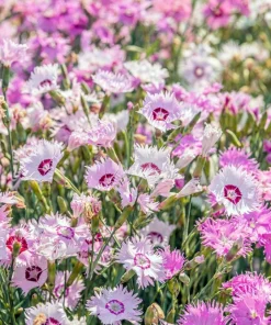 200 Cottage Pinks Dianthus Plumarius Flower Seeds - Laced, Feathered Pink - Image 1