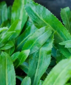 200+ Culantro Seeds - Mexican Coriander Herb - Edible Annual - Outdoor Planting - Image 2